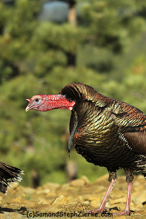 Marriam's Turkey