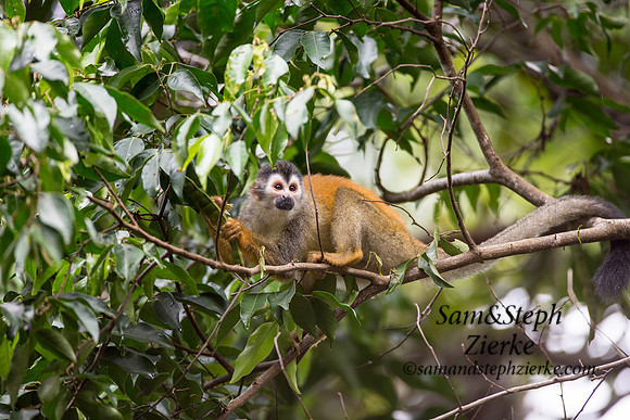 Central American Squirrel Monkey