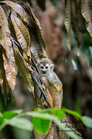 Central American Squirrel Monkey
