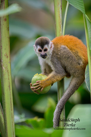 Central American Squirrel Monkey