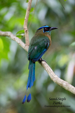 Lesson's Motmot