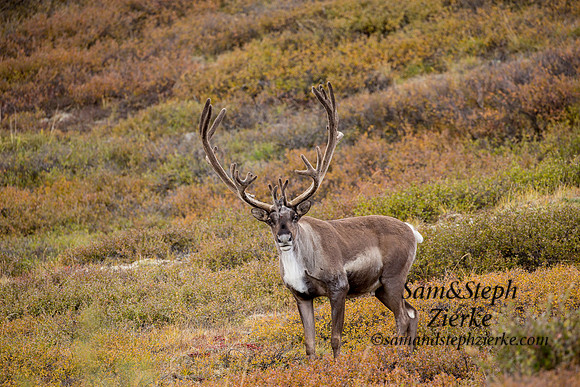Barren- ground Caribou