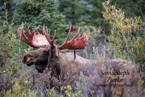 Alaska Moose