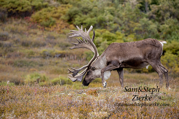Barren- ground Caribou