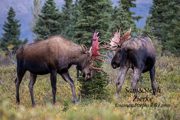 Alaska Moose