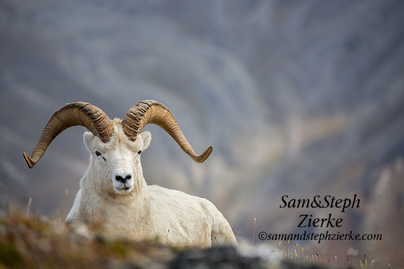 Dall Sheep