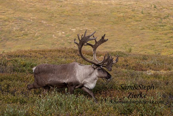 Barren- ground Caribou
