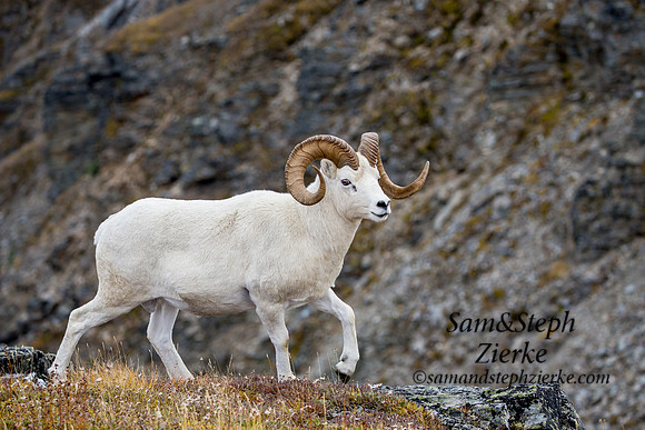 Dall Sheep