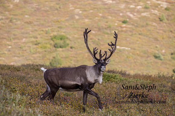 Barren- ground Caribou