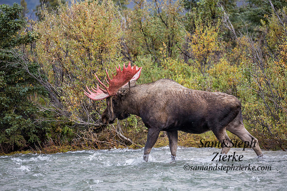 Alaska Moose