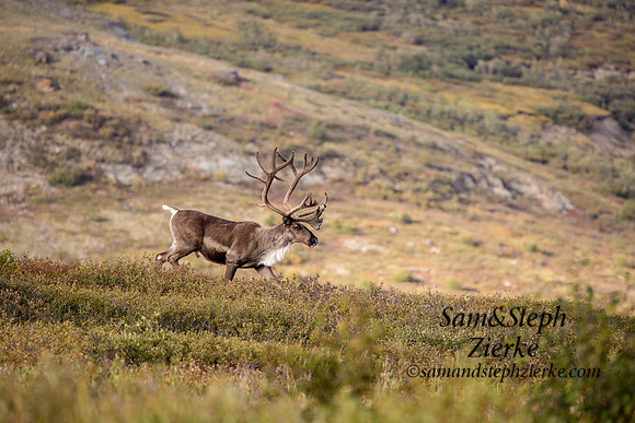 Barren- ground Caribou