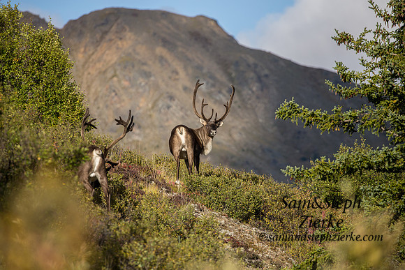 Barren- ground Caribou