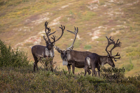 Barren- ground Caribou