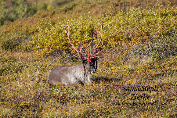 Barren- ground Caribou