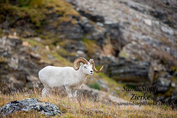 Dall Sheep
