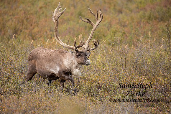 Barren- ground Caribou