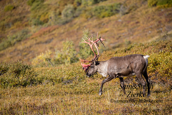 Barren- ground Caribou