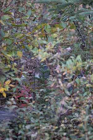 Canada Lynx