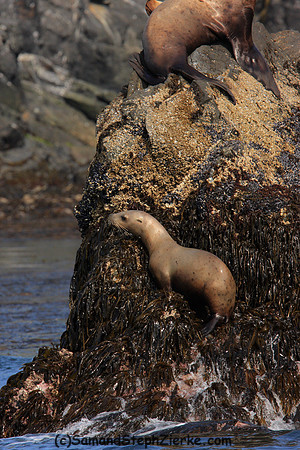 Stellar Seal lions