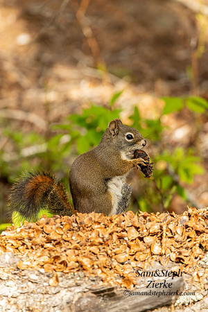 Red Squirrel