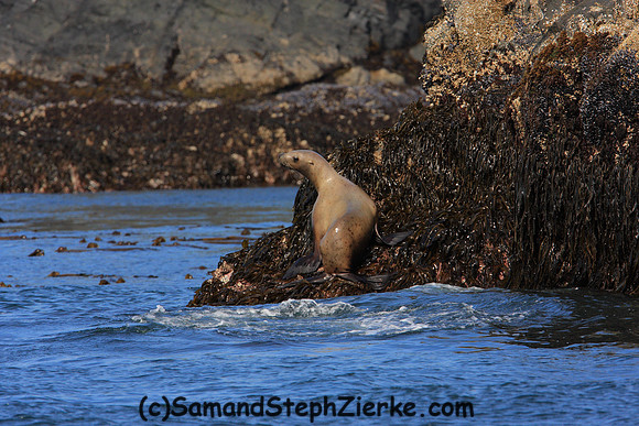 Stellar Seal lions
