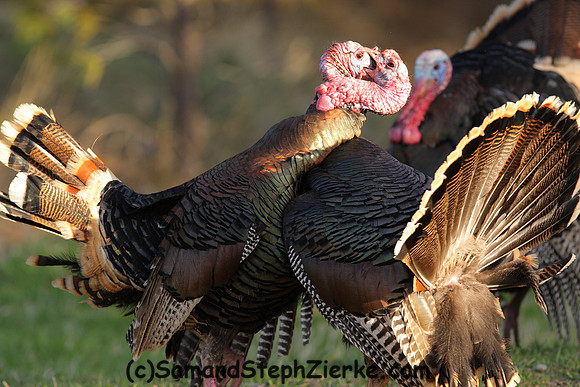 Marriam's Turkey