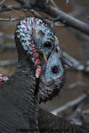 Marriam's Turkey