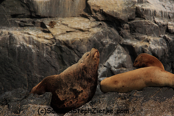 Stellar Seal lions