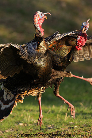 Marriam's Turkey