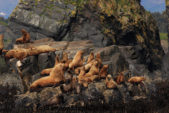 Stellar Seal lions