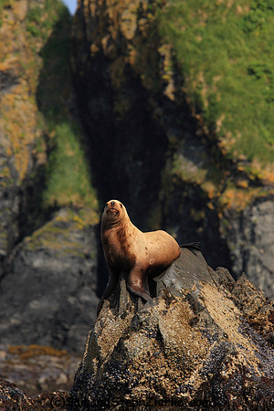 Stellar Seal lions