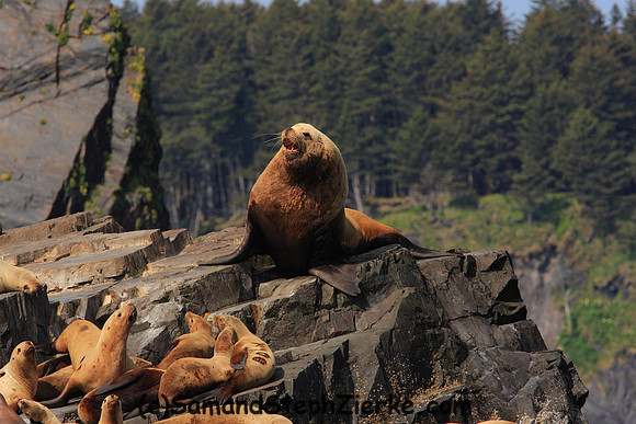 Stellar Seal lions