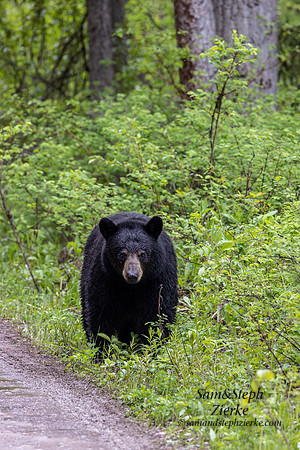 Black Bear
