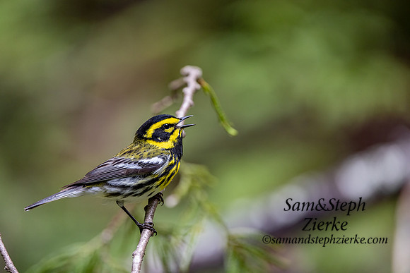 Townsend’s Warbler